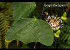 <i>Passiflora porophylla</i> Vell. [Passifloraceae]