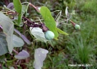 <i>Passiflora porophylla</i> Vell. [Passifloraceae]