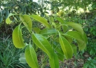 <i>Aiouea saligna</i> Meisn. [Lauraceae]