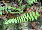 <i>Anemia mandioccana</i> Raddi [Anemiaceae]