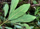 <i>Persea major</i> (Meisn.) L.E.Kopp [Lauraceae]