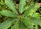 <i>Persea major</i> (Meisn.) L.E.Kopp [Lauraceae]