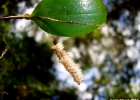 <i>Lepanthopsis floripecten</i>  (Rchb. f.) Ames [Orchidaceae]