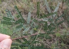 <i>Mimosa sobralii</i> Grings & O.S. Ribas [Fabaceae]