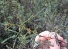<i>Mimosa sobralii</i> Grings & O.S. Ribas [Fabaceae]