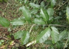 <i>Bignonia sciuripabula</i> (K.Schum.) L.G.Lohmann [Bignoniaceae]