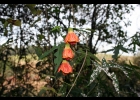 <i>Callianthe striata</i> (Dicks. ex Lindl.) Donnel [Malvaceae]