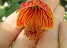 <i>Callianthe striata</i> (Dicks. ex Lindl.) Donnel [Malvaceae]