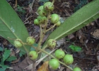 <i>Marlierea tomentosa</i> Cambess. [Myrtaceae]