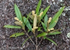 <i>Miconia lymanii</i> Wurdack [Melastomataceae]