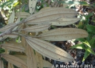 <i>Miconia lymanii</i> Wurdack [Melastomataceae]