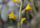 <i>Dyckia strehliana</i> H. Büneker & R. Pontes [Bromeliaceae]
