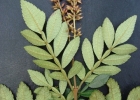 <i>Weinmannia discolor</i> Gardner [Cunoniaceae]