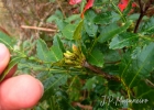 <i>Weinmannia discolor</i> Gardner [Cunoniaceae]