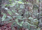<i>Weinmannia paulliniifolia</i> Pohl ex Ser. [Cunoniaceae]