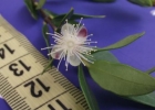 <i>Myrcianthes riparia</i> Sobral, Grippa & Guimarães [Myrtaceae]