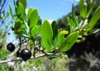 <i>Myrcianthes riparia</i> Sobral, Grippa & Guimarães [Myrtaceae]