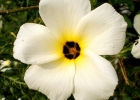 <i>Turnera subulata</i> Sm. [Passifloraceae]