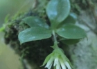 <i>Eurystyles actinosophila</i> (Barb.Rodr.) Schltr. [Orchidaceae]