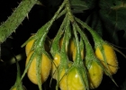 <i>Solanum neei</i> Chiarini & L.A. Mentz [Solanaceae]