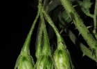 <i>Solanum neei</i> Chiarini & L.A. Mentz [Solanaceae]