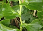 <i>Begonia cucullata var. arenosicola</i> (C.DC.) L.B.Sm. & B.G.Schub. [Begoniaceae]