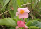 <i>Begonia cucullata var. arenosicola</i> (C.DC.) L.B.Sm. & B.G.Schub. [Begoniaceae]