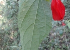 <i>Malvaviscus arboreus</i> Cav. [Malvaceae]