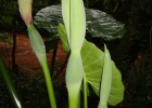 <i>Alocasia odora</i> (Lindl.) K.Koch [Araceae]