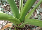 <i>Alocasia odora</i> (Lindl.) K.Koch [Araceae]