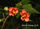 <i>Calyculogygas serrana</i> Grings [Malvaceae]