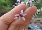<i>Melia azedarach</i> L. [Meliaceae]