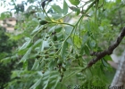 <i>Melia azedarach</i> L. [Meliaceae]