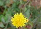 <i>Taraxacum officinale</i> Wiggers [Asteraceae]