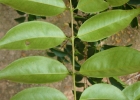<i>Eugenia candolleana</i> DC. [Myrtaceae]