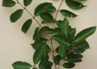 <i>Eugenia candolleana</i> DC. [Myrtaceae]