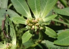 <i>Euphorbia heterophylla</i> L. [Euphorbiaceae]
