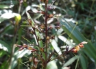 <i>Scleria latifolia</i> Sw. [Cyperaceae]