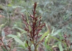 <i>Scleria latifolia</i> Sw. [Cyperaceae]