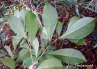 <i>Actinostemon concolor</i> (Spreng.) Müll.Arg. [Euphorbiaceae]