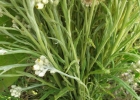 <i>Anaphalis margaritacea var. cinnamomea</i> (DC.) Herder ex Maxim. [Asteraceae]