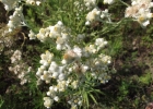 <i>Anaphalis margaritacea var. cinnamomea</i> (DC.) Herder ex Maxim. [Asteraceae]