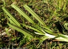 <i>Lilium longiflorum</i> Thunb. [Liliaceae]