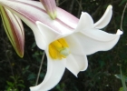 <i>Lilium longiflorum</i> Thunb. [Liliaceae]