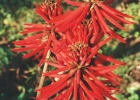 <i>Erythrina speciosa </i> Andrews [Fabaceae]