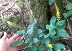 <i>Abatia angeliana</i> M. H. Alford [Salicaceae]