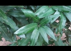 <i>Mangifera indica</i> L. [Anacardiaceae]