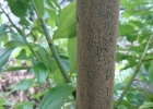 <i>Cinnamomum verum </i> J.Presl [Lauraceae]