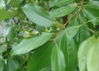<i>Cinnamomum verum </i> J.Presl [Lauraceae]
