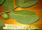 <i>Psidium guajava</i> Linnaeus, Carl von  [Myrtaceae]